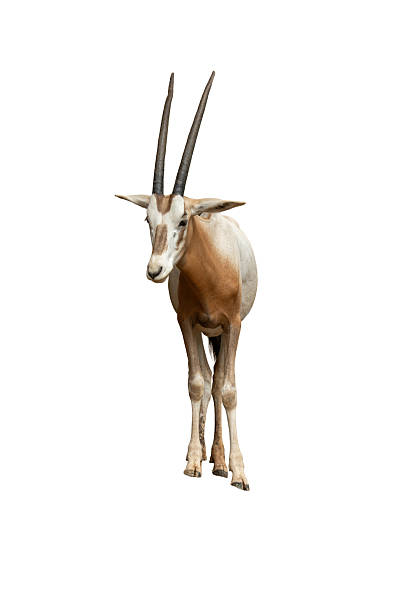 istock Front-facing oryx standing alert on white background, showing long sharp horns and distinctive markings 2227971081