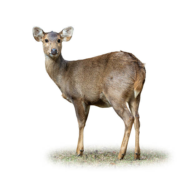 istock Female hog deer standing alert on grassy ground, looking back, isolated on white background 2227971092