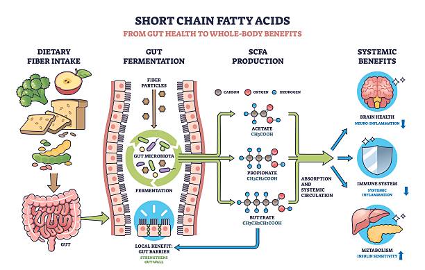 Short chain fatty acids diagram shows gut fermentation, SCFA production, ... Short chain fatty acids diagram shows gut fermentation, SCFA production, and systemic benefits with gut, bacteria, and molecules. Outline diagram stomach-blockage stock illustrations