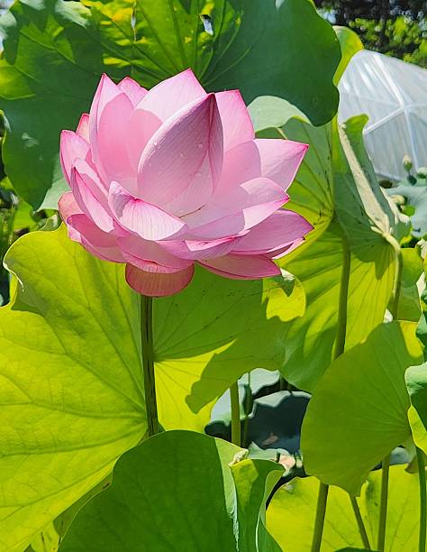 대청호 둘레길에  있는 연꽃 마을에 핀 천판연이 아름답다.