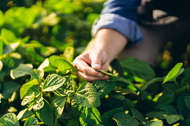 istock Farmer examining soybean leaves in cultivated field 2227972265