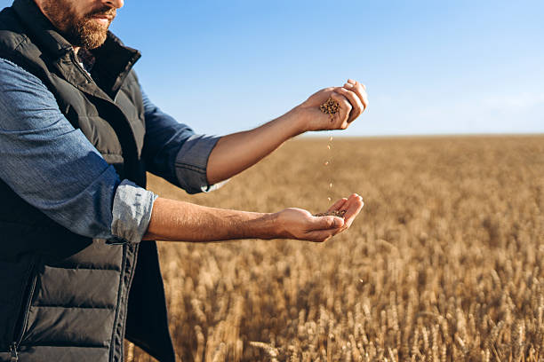 istock Farmer checking wheat grain in field before harvesting copy space 2227972294