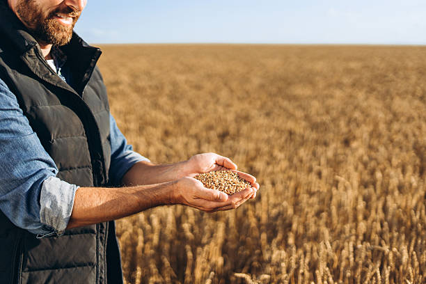 istock Farmer holding wheat grain in hands in field at sunset 2227972296