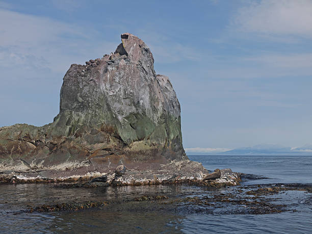 istock Kuril Seal rocky shore 2227973075