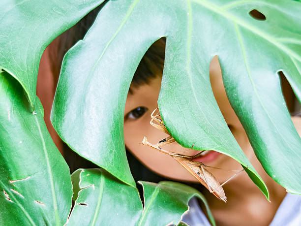 Predatory  mantis on plant – Close-Up of mantis in natural habitat