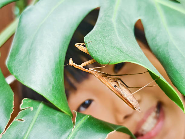 A ten-year-old Asian girl observes a mantis perched on a taro turtle. Cultivating children to observe small insects can train children's observation and acuity. Nature is also the best gift to children.