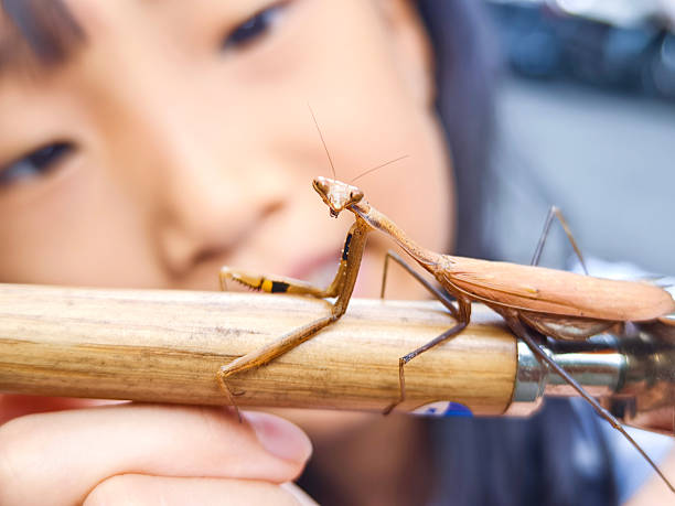 A ten-year-old Asian girl observes a mantis perched on a taro turtle. Cultivating children to observe small insects can train children's observation and acuity. Nature is also the best gift to children.