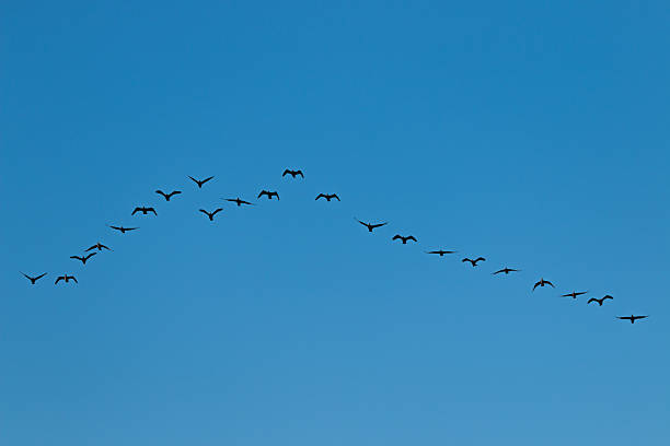 istock Birds cranes storks flying in a V shape  formation. Isolated on blue sky. 2227973938