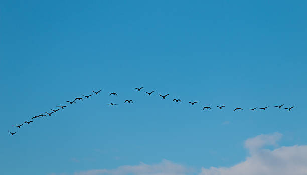 istock Birds cranes storks flying in a V shape  formation. Isolated on blue sky. 2227973947