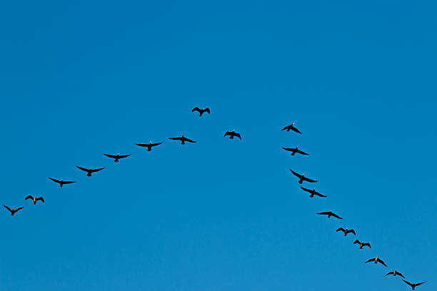 istock Birds cranes storks flying in a V shape  formation. Isolated on blue sky. 2227973950