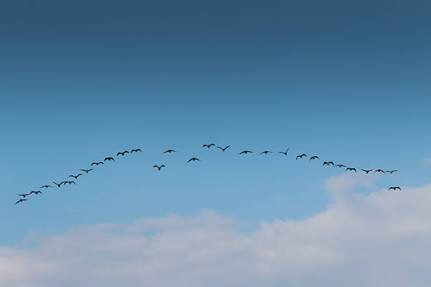 istock Birds cranes storks flying in a V shape  formation. Isolated on blue sky. 2227973951