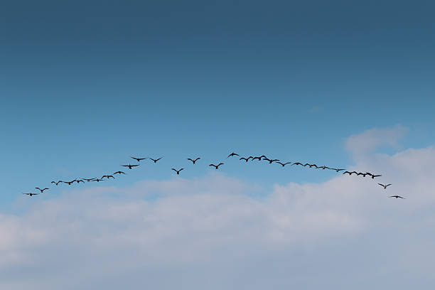 istock Birds cranes storks flying in a V shape  formation. Isolated on blue sky. 2227973953