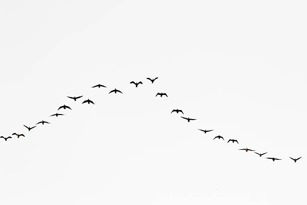 istock Birds cranes storks flying in a V shape  formation. Isolated on white bright sky. 2227973959