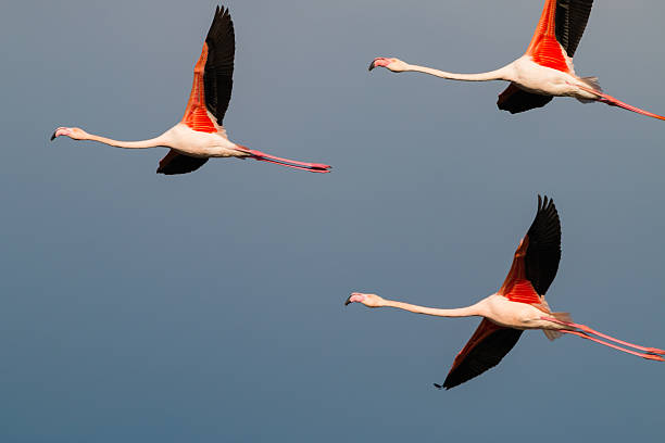 istock Flamingo birds crossing the sky from side to side. 2227973971