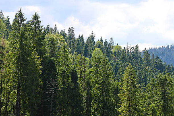 istock Rows of tall coniferous and deciduous trees covering a mountain slope, forming a dense green wall under a blue sky with light clouds. 2227974093