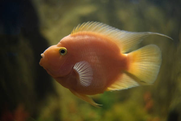 istock Cute fish in the aquarium. 2227974506