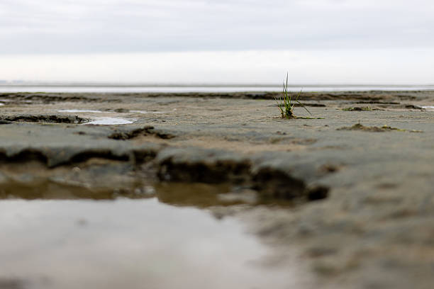 Wattenmeer auf Wangerooge