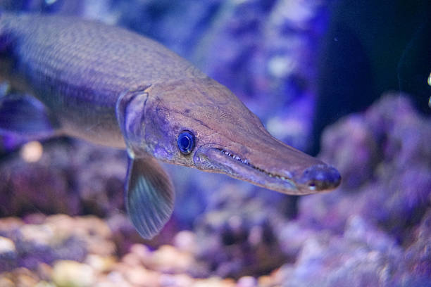 istock Snakehead fish in the aquarium. 2227974682