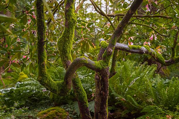 A lush garden scene featuring a moss-covered tree branch surrounded by vibrant green foliage and delicate pink flowers.