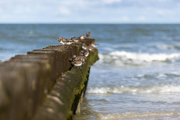 Steinwälzer Vögel auf einer Buhne auf Wangerooge