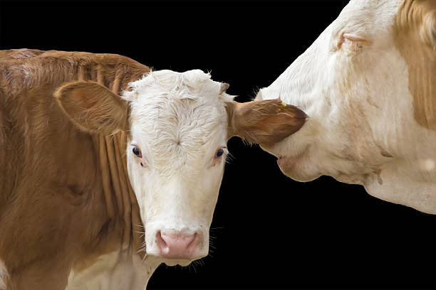 calf and mother cow isolated on black