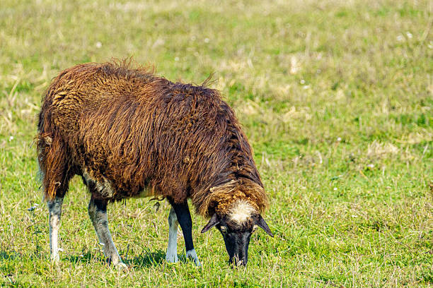 Grazing Icelandic sheep on a green field. The Icelandic sheep are the backbone in the Greenlandic farming - this picture is taken in Igaliku in the south west part of the large island