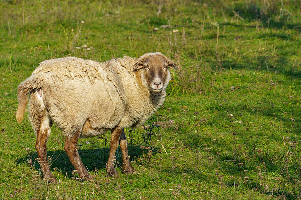 Domestic sheep is feeding in meadow.\nSölden - Germany.