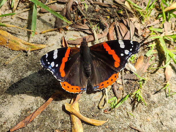 istock Red Admiral Butterfly on the Ground in Sunlight 2227976544