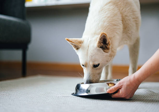 istock Person Feeding a White Dog at Home Using a Metal Bowl 2227978116