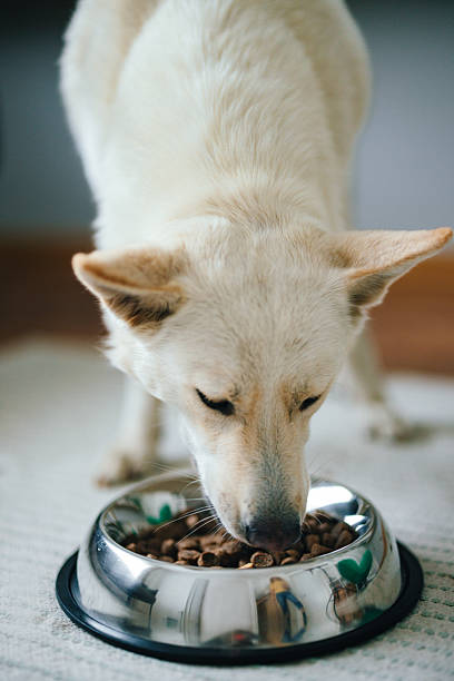istock White Dog Eating Food From a Bowl in a Home Setting 2227978127