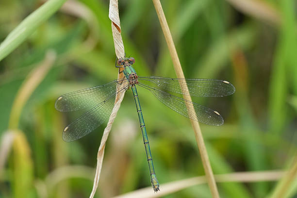 istock Closeup on a green willow emerald damselfly or spreading, Lestes Chalcolestes viridis 2227979681