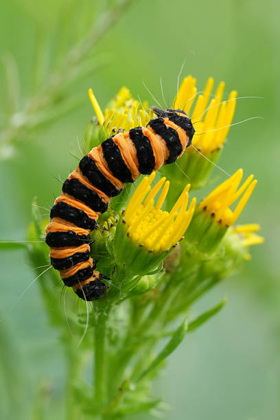 Natural colorful closeup on the colorful Cinnabar moth caterpillar, Tyria jacobeae on it's host plant Common ragwort