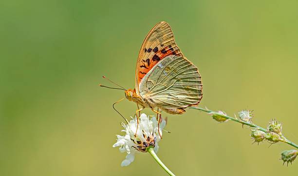 istock The Mediterranean Fritillary (Argynnis pandora) 2227980025