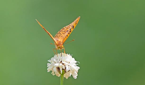 istock The Mediterranean Fritillary (Argynnis pandora) 2227980026