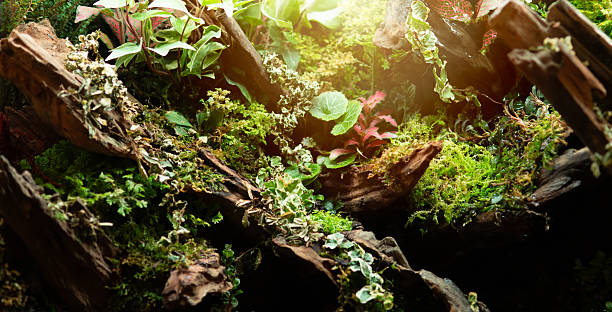 Moody forest texture. Lush green moss, leaves, and tree roots. Ideal for nature, eco,
