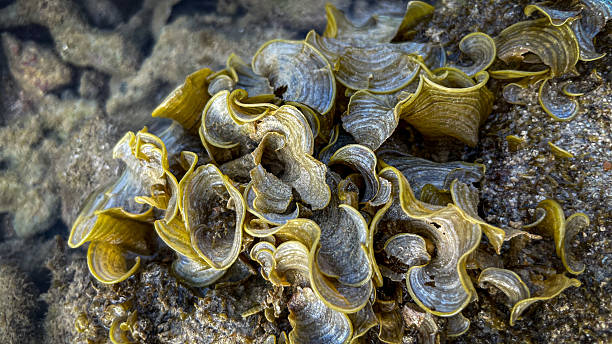 istock Fan-shaped algae Padina pavonica in shallow water 2227982842