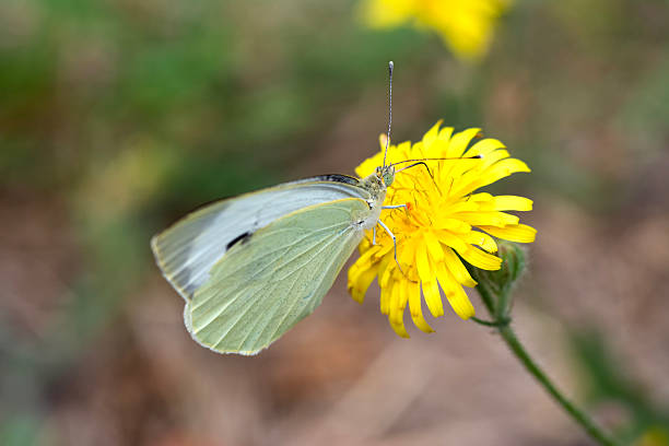 istock Yellow cabbage butterfly on a dandelion. Pieris brassicae 2227983961