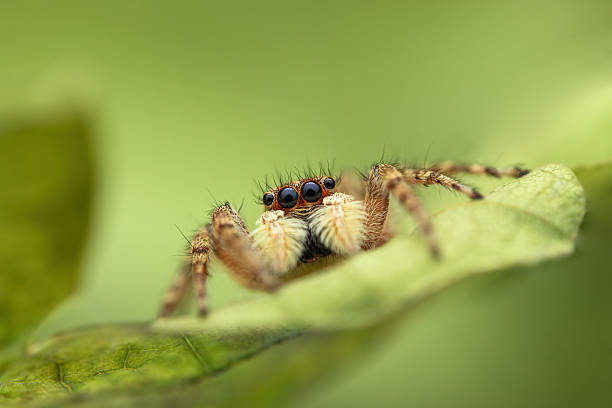 istock Jumping spider macro closeup shot on a green leaf as nature background 2227984000