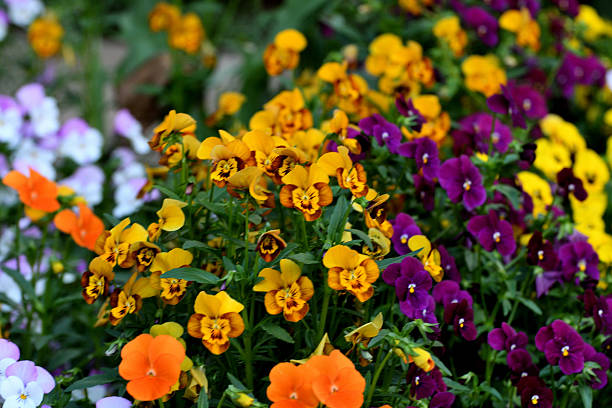 Viola is a flowering plant in the violet family Violaceae. They are perennials, but they are usually treated as annuals, invaluable for fall, winter and spring. Violas are heart-shaped or kidney-shaped and their colors include yellow, orange, blue, scarlet, white and violet, or multi-colored.