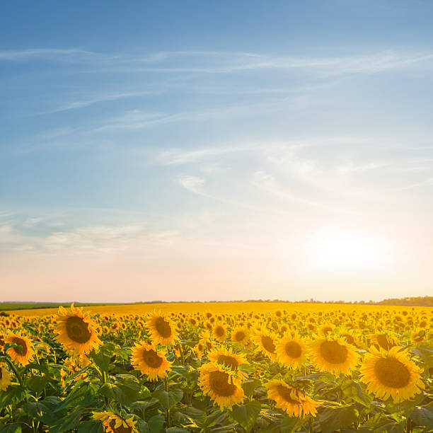 istock rural sunflower  field at the sunset 2227986845