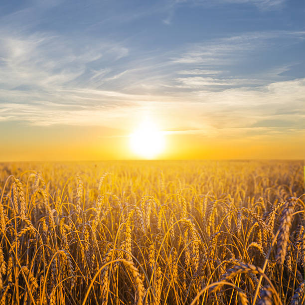 istock summer golden wheat field at the  sunset 2227986899