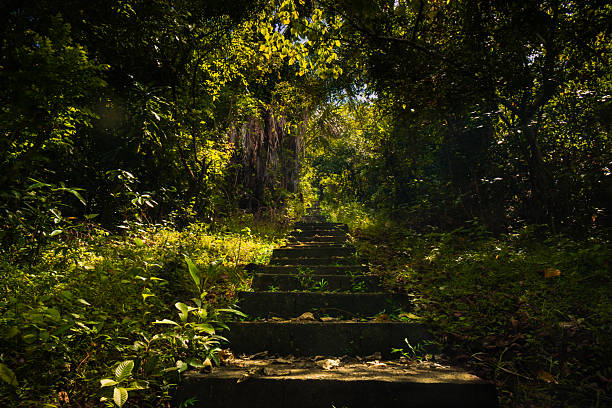 A sun-dappled forest path with stone steps leads into the lush greenery of Diwa Vista Point in Gabawan, Odiongan, Romblon, Philippines. A serene spot for hiking and nature exploration.