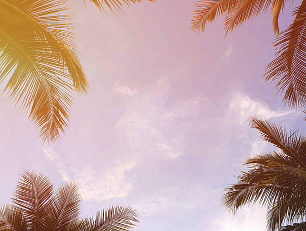 istock Directly below view of palm tree summer 2227988925