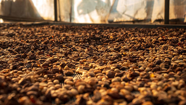 istock Raw coffee beans dry seed unroasted grain. Sun dried Arabica Robusta coffee seed processing 2227991087