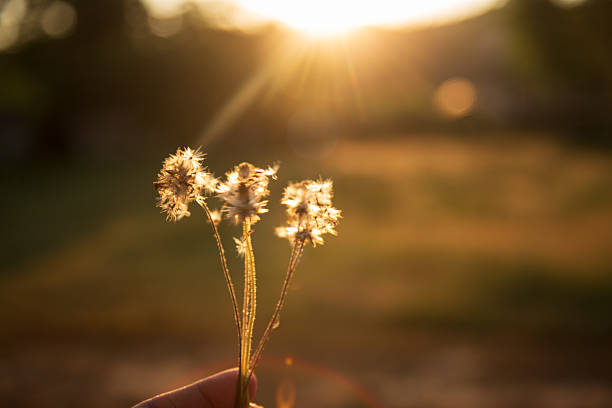 Grass field sunset golden light amazing landscape with copy space.