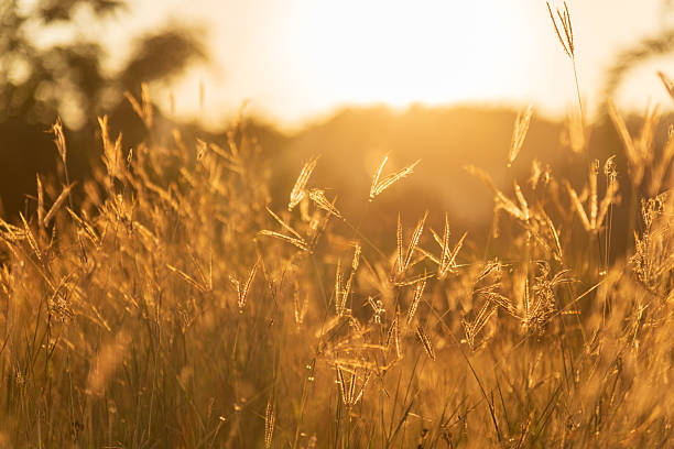Grass field sunset golden light amazing landscape with copy space.