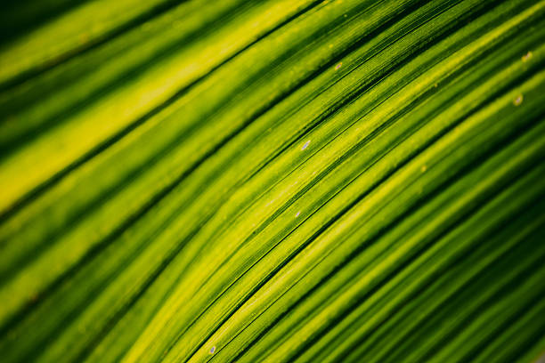 Green park background leaf lush foliage outdoors.