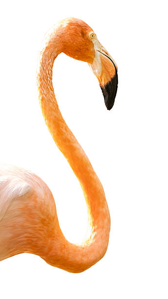 istock Pink flamingo 2227992550