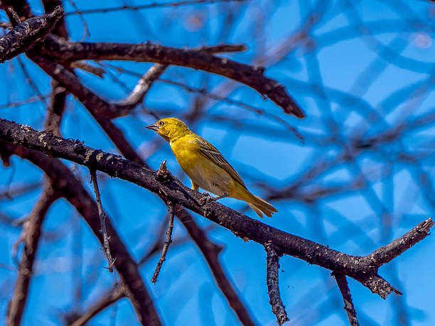 istock A saffron weaver (Ploceus xanthops) sitting on a branch. 2227994560