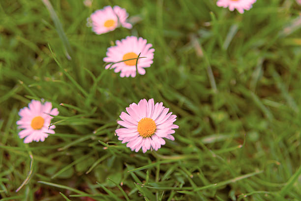 Daisy flowers from the Netherlands - Holland
